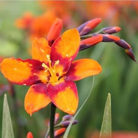 6x Montbretie 'Emily McKenzie' - Crocosmia ‘Emily McKenzie’ - Topf 9x9cm