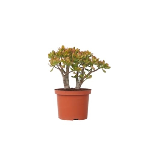 Plant in a Box - Crassula ovata 'Sunset' L - Zimmerpflanze - Sukkulente - ⌀ 23 cm - Höhe 45-50 cm