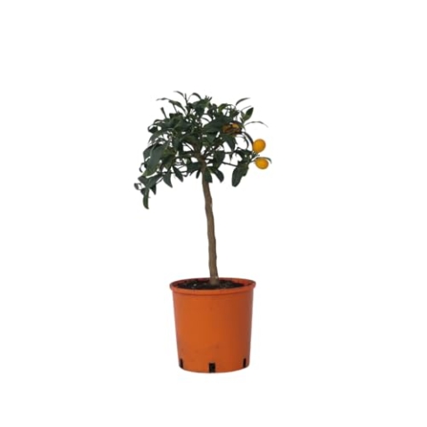 Plant in a Box - Citrus microcarpa fortunella Kumquat - Citrus Kumquat - Zitronenbaum Winterhart - Topf 19 - Höhe 50-65cm