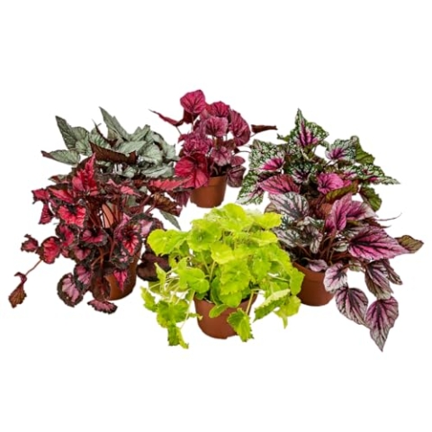 6x Begonia Beleaf Mix – Laubbegonie – Zimmerpflanze – Pflegeleicht – ⌀12 cm – 20-25 cm