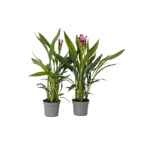 Plant in a Box - Curcuma 'Al Siam Supreme' - 4er Set - Topf 13cm - Höhe 40-60cm - Kurkuma - Zimmerpflanzen - Blühend