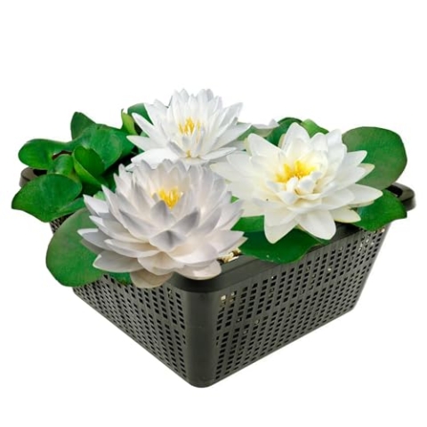 vdvelde.com - Winterharde Witte Waterlelie - Nymphaea Bambi - • Grote waterlelie• Volgroeide hoogte: 10 cm• Plaatsing: -10 tot -100 cm