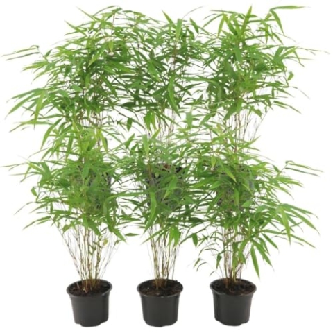 Plants by Frank - Bambus Pflanze Winterhart im Set von 6 Pflanzen | Fargesia Rufa | Gartenpflanzen | Gräser winterhart mehrjährig |Ø13 cm | 25 cm | Keine Wurzelausläufer