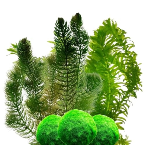 vdvelde.com - Grof Hoornblad - 5 Liter - 10 Waterpest - 5 Zuurstofgevende Mosballen tegen Algen - • Voor 1.000 – 2.000 liter water• 20 planten• Plaatsing: los in het water
