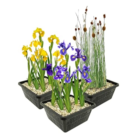 vdvelde.com - Moerasplanten Set - M - • Combi set• 12 planten• Plaatsing: -1 tot -10 cm