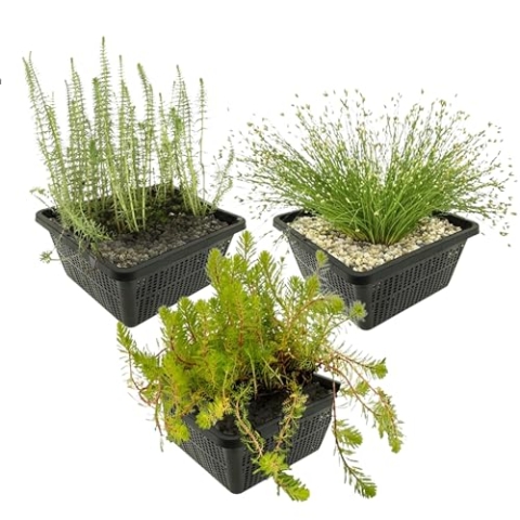 vdvelde.com - Inheemse Onderwaterplanten - 12 stuks - Aarvederkruid, Naaldgras, Lidsteng - • Zuurstofplanten set• 12 planten• Plaatsing: -1 tot -80 cm