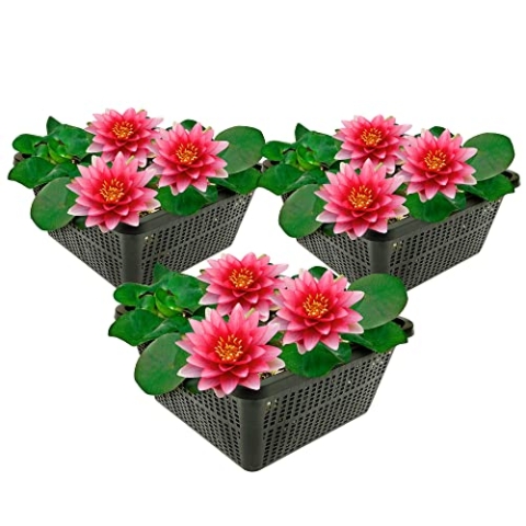vdvelde.com - Rode Waterlelie - 3 stuks - Nymphaea Attraction - • Combi set• 3 planten• Plaatsing: -10 tot -100 cm