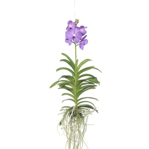 Plant in a Box - Vanda-Orchidee – Blau – L – Höhe 60 cm