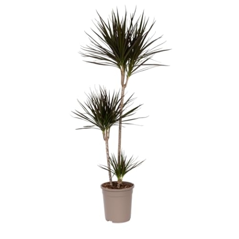 Plant in a Box - Dracaena Marginata - XL Drachenbaum - Grüne Zimmerpflanze - Topf 24cm - Höhe 110-130cm