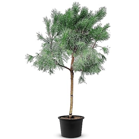 TROPICTREES Pinus Pinea Tree mit einer Höhe von 250 cm | Winterharte Kiefer mit Gewicht von 40 kg | Machen Sie diese Kiefer zu einem majestätischen Herzstück Ihrer Landschaft!
