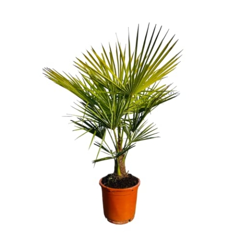 Sunny Tree - Palme - Trachycarpus Fortunei - Chinesische Fächerpalme - 120-140 Zentimeter - Hanfpalme - Winterhart bis -18