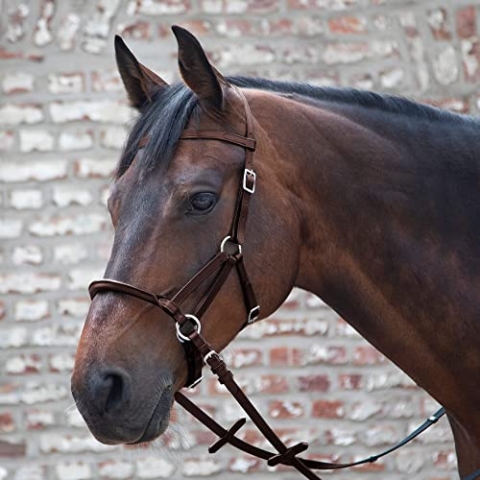 LINDA TELLINGTON JONES Lindel Warmblut, braun