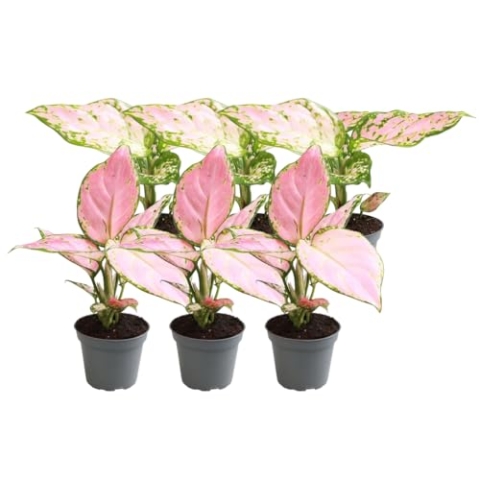 Aglaonema mix | 6 Stücke - 20cm - Ø6cm - Kamerplant - Groenblijvend - Multideal