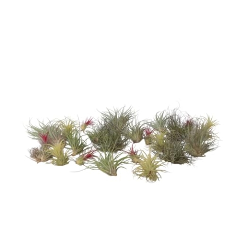 Plant in a Box - Tillandsien Pflanzen mix - 24er Mix - Luftpflanzen echt - Tillandsia - Höhe 5-15cm