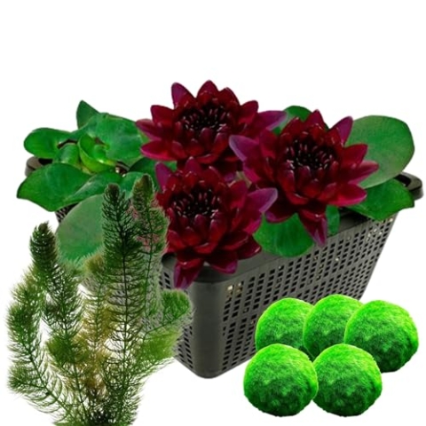 vdvelde.com - Donkerrode Waterlelie + Zuurstofplanten tegen Algen - • Combi set• 8 planten• Plaatsing: -1 tot -100 cm