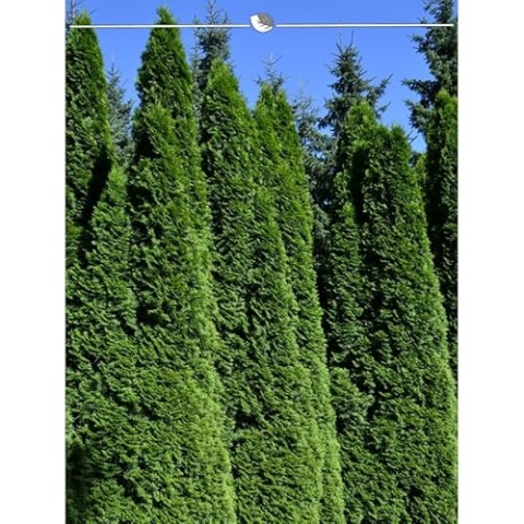 Lebensbaum Thuja Smaragd 200-225 cm. 3 Thuja Pflanzen. Sichtschutz Hecke