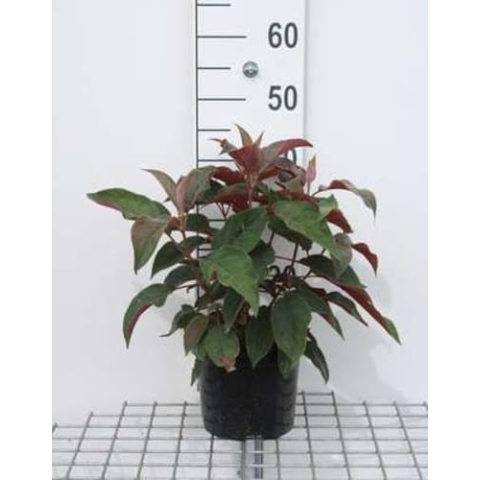 Hydrangea aspera 'Hot Chocolate'® - Fellhortensie 25-30 cm Container