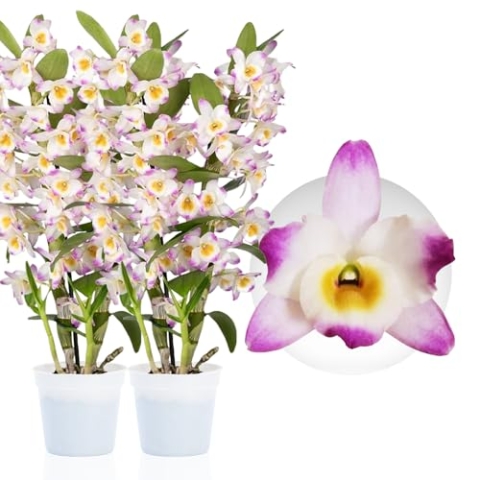 Bambus Dendrobium Nobile Orchideen Pink Passion, 2 Echte große Zimmerpflanzen aus Holland, 30-40 cm hoch, mit Blüten und duftend (keine künstliche Orchidee, ohne Dünger und Topf, kein Samen)