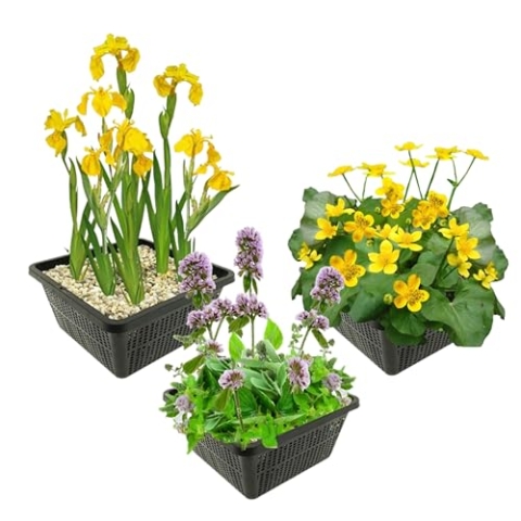 vdvelde.com - Inheemse Moerasplanten - 12 stuks - Dotterbloem, Gele Lis, Watermunt - • Combi set• 12 planten• Plaatsing: -1 tot -10 cm