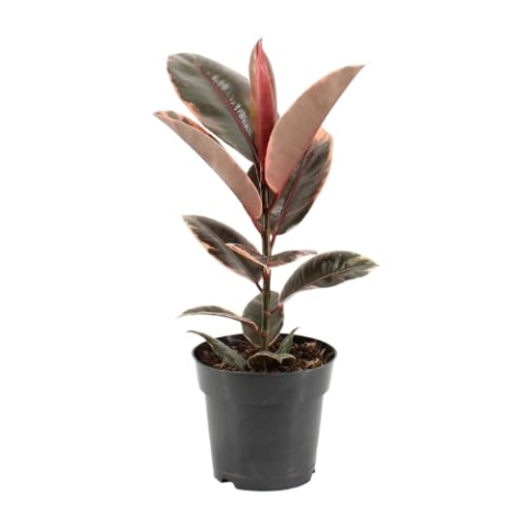 Ficus Elastica Belize - 45-55cm - Ø17cm - Zimmerpflanze - Immergrün