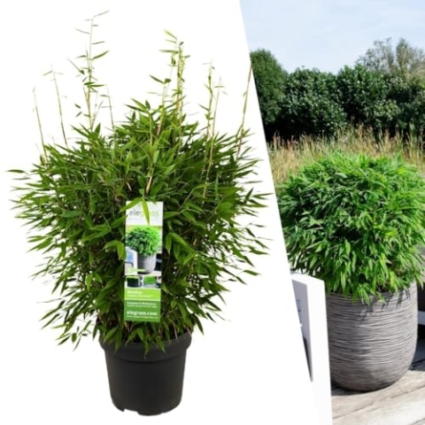 Plants by Frank | XL Bambus Pflanze Winterhart | Fargesia moontears 'Boobux' | Gartenpflanzen | Gräser winterhart mehrjährig |Ø29 cm | 60 cm | Keine Wurzelausläufer