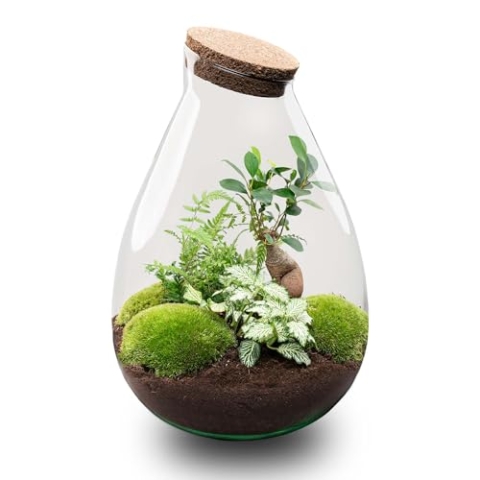 urbanjngl.com - Flaschengarten - Drop XL Bonsai 'Grun' - Ökosystem mit Pflanzen im Glas - ↑ 37 cm - Do-It-Yourself Paket - DIY-Set - Pflanze im Glas - Komplettset Terrarium - Pflanzenterrarium