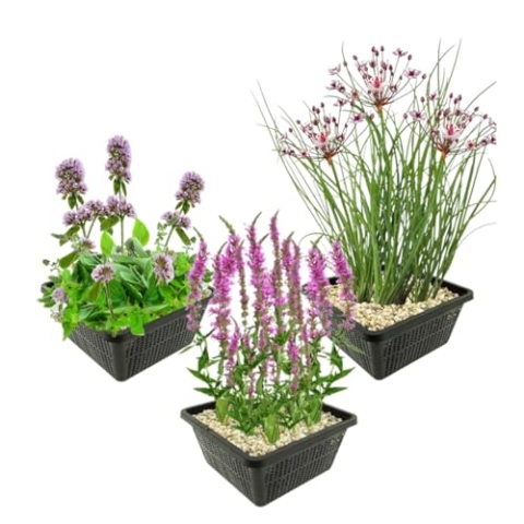 vdvelde.com - Vijverplanten tegen Muggen - Muggen Verjagen - Anti Muggen - • Combi set• 12 planten• Plaatsing: -1 tot -20 cm