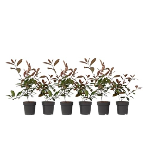 Plant in a Box - Photinia fraseri 'Rotkehlchen' - Glanzmispel Pflanze - 6er Set - Rote Blätter - Topf 17cm - Höhe 30-40cm