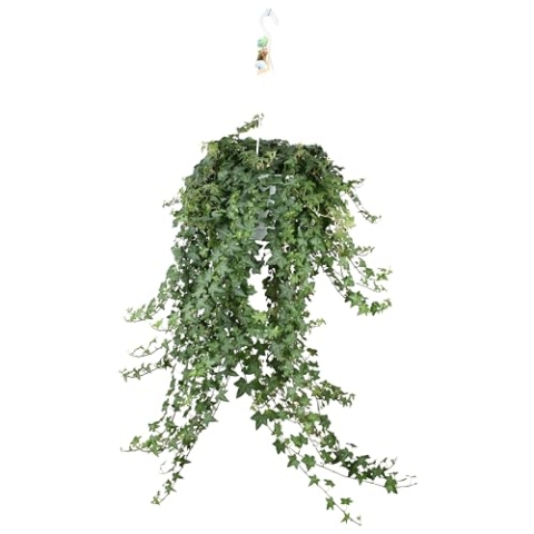 Hedera Helix Pitsburg mit Hängetopf XXL - 70-80cm - Ø24cm - Zimmerpflanze - Immergrün
