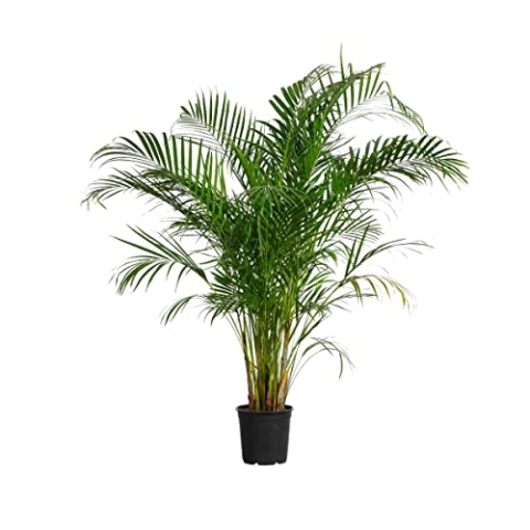 PLNTS - Dypsis Lutescens - Zimmerpflanzen, Pflanzen Echt, Nachhaltige Verpackung - 24cm Topf - Höhe 150cm - Direkt von der Gärtnerei