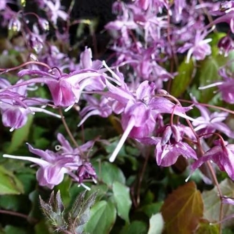 6x Elfenblume 'Lilafee' - Epimedium grandiflorum ‘Lilafee’ - Topf 9x9cm