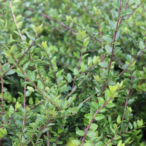 24 x Heckenmyrte 'Elegant' - Lonicera nitida 'Elegant' Topf 9x9cm, für 3m² : Die vielseitige Heckenmyrte mit glänzenden Blättern