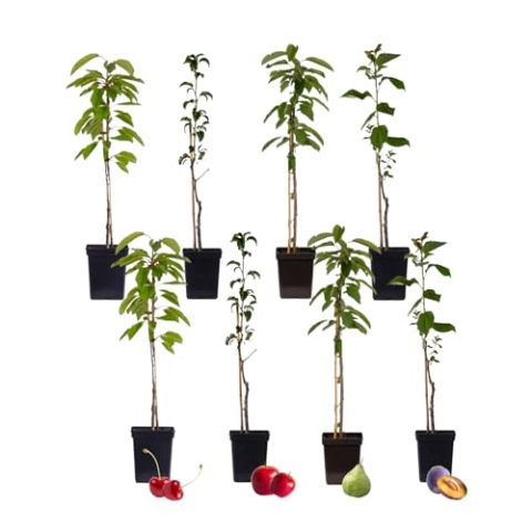 Plant in a Box - Obstbäume - Mix aus 8 - Prunus - Pyrus - Malus - Topf 9cm - Höhe 60-70cm