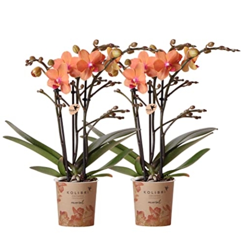 Kolibri Orchids | COMBI DEAL von 2 orange Phalaenopsis Orchideen - Bozen - Topfgröße Ø9cm blühende Zimmerpflanze - frisch vom Züchter
