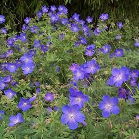 6 x Geranium 'Jolly Bee' - Storchschnabel Jolly Bee Topf 9x9cm