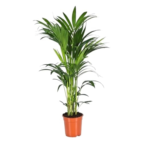Trendyplants - Kentia palme - Howea Forsteriana - Zimmerpflanze - Höhe 150-170 cm - Topfgröße Ø21cm
