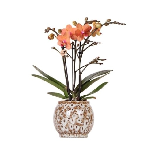 Oranje Phalaenopsis orchidee - Mineral Bolzano in Safari pot - 25-35cm - Ø9cm