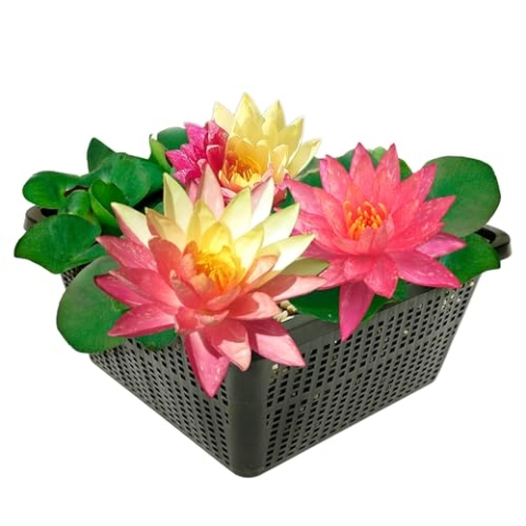 vdvelde.com - Winterharde Mixed Waterlelie - Nymphaea Rainbow - • Grote waterlelie• Volgroeide hoogte: 10 cm• Plaatsing: -10 tot -100 cm