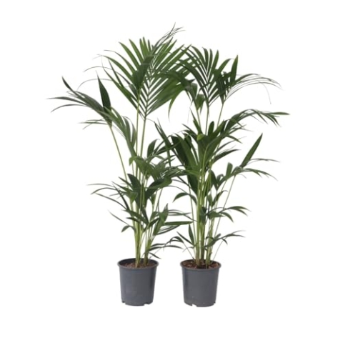 Plant in a Box - Howea forsteriana - 2er Set - Kentia Farn-Palme - Zimmerpflanze - Grüne pflanze - Immergrün - Topf 18cm - Höhe 90-100cm