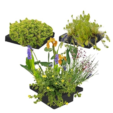 S VD VELDE WATERPLANTEN vdvelde.com - Combi Schwimminsel Teich - Bio Teichpflanzen 12 Blühende Pflanzen - Nachhaltig aus eigener Gärtnerei - Hochwertig Teichinsel Pflanzkorb