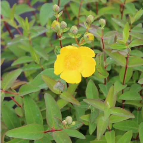 24 x Johanniskraut 'Hidcote' - Hypericum 'Hidcote' Topf 9x9cm, für 3m² : Ein leuchtend gelbes Johanniskraut mit buschigem Wuchs