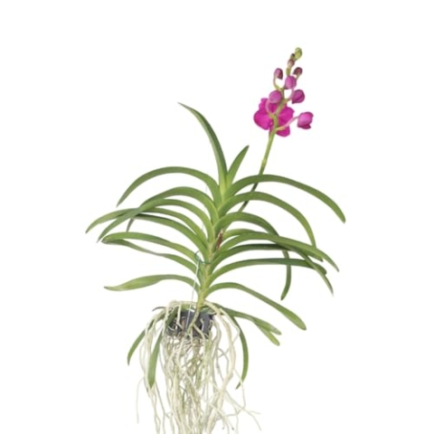 Plant in a Box - Vanda-Orchidee – Rosa – L – Höhe 60 cm