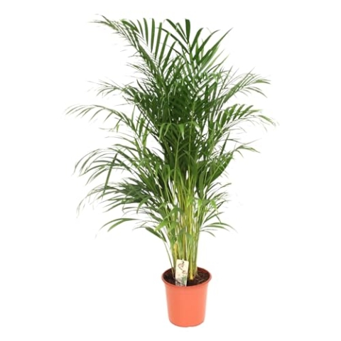 Trendyplants - Areca Palme - Goldpalme - Zimmerpflanze - Höhe 150-170 cm - Topfgröße Ø24cm