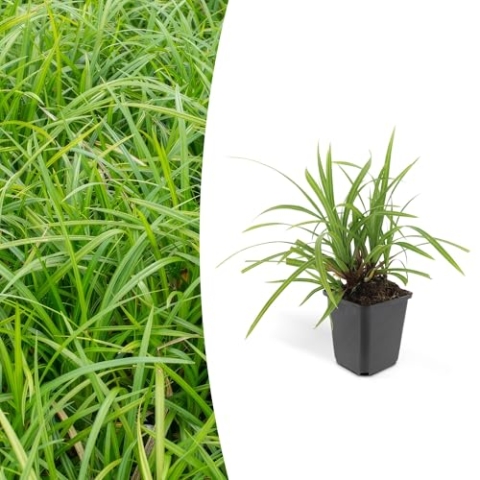 Carex morrowii 'Irish Green' | 12 Stücke - 10-25cm - Ø9cm - Gartenpflanze