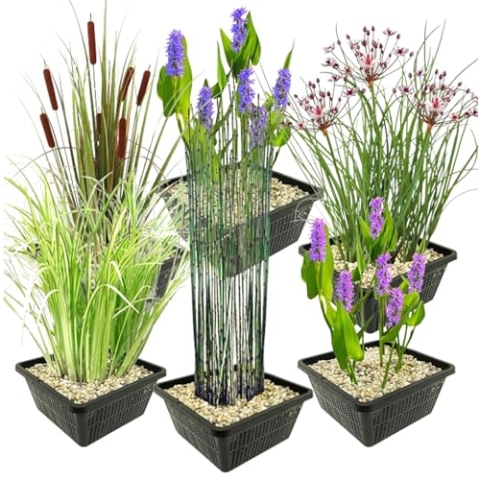vdvelde.com - Set Wasserpflanzen - L - Kombi Set - 24 pflanzen - Platzierung: -1 bis -10 cm