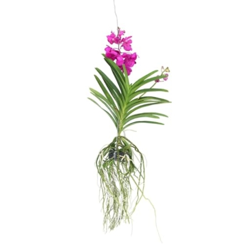 Plant in a Box - Vanda-Orchidee 'Tayanee Cerise' - Cremeweiß - Höhe 65 cm