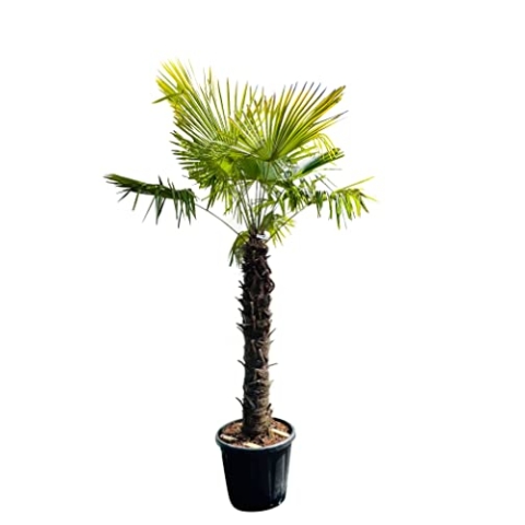 Tropictrees Trachycarpus Fortunei Hanfpalme winterschutz mit einer Stammhöhe von 100/120 cm | Höhe 220cm | Gelbe und grüne Blätter | Winterschutz Palme für drinnen und draußen