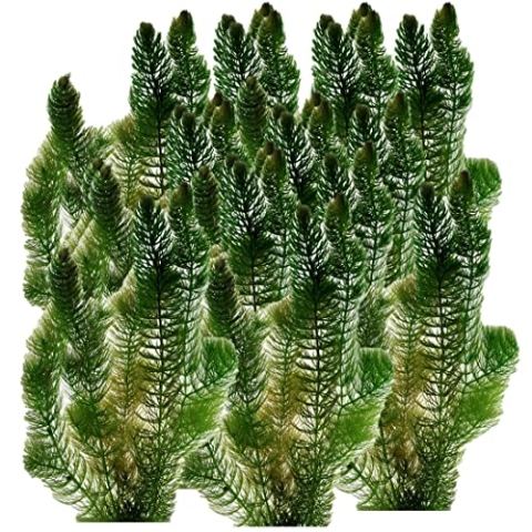 vdvelde.com - Grof Hoornblad - 5 liter - Ceratophyllum Demersum - • Zuurstofplant• Volgroeide hoogte: 80 cm• Plaatsing: los in het water