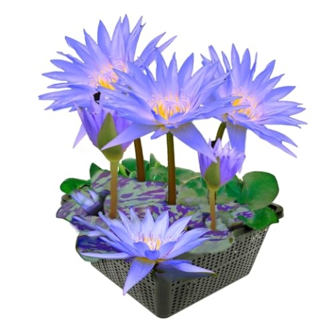 vdvelde.com - Winterharde Blauwe Waterlelie - Nymphaea Blue Queen - Lotus - • Waterlelie • Volgroeide planthoogte: 20 cm • Plaatsing: -20 tot -40 cm