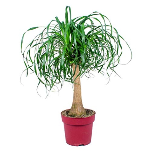 Beaucarnea 'Recurvata' | Elefantenfuß pro Stück - Zimmerdecke im Kinderzimmertopf cm24 cm - 85 cm